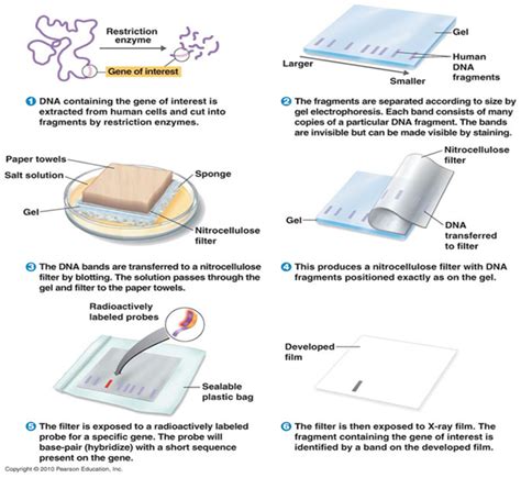 Southern Blotting Procedure Steps