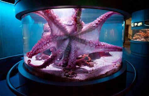 Pulpo Gigante, Mississippi Acuario | Saltwater fish tanks, Fish tank, Cool fish tanks