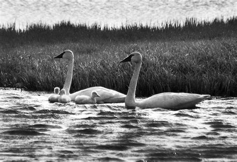 Arctic Tundra Swans and Cygnets Photograph by Anthony Jones | Fine Art ...