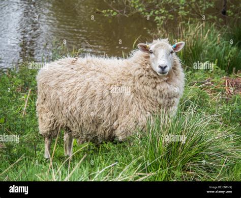 Woolly sheep hi-res stock photography and images - Alamy