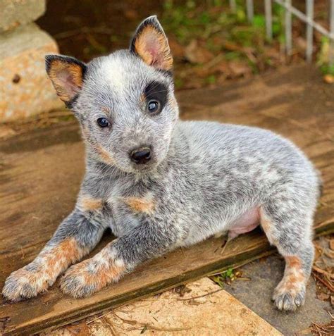 Blue Heeler pup : aww