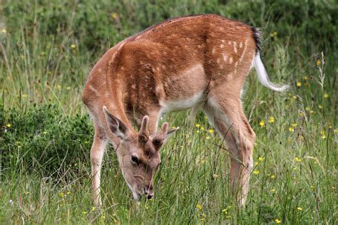 Forest of Dean Wildlife & Nature Diary: Fallow Deer (fawn)