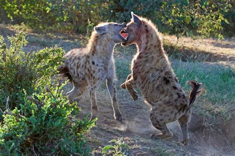 Hyenas make faces at each other when they want to play-fight - Trendradars Latest