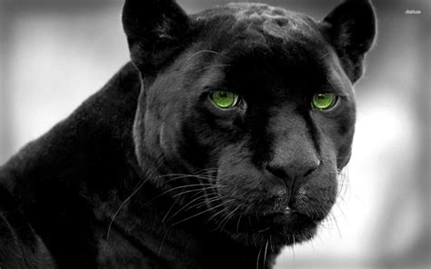 Beautiful Panther Wallpapers - Top Free Beautiful Panther Backgrounds - WallpaperAccess