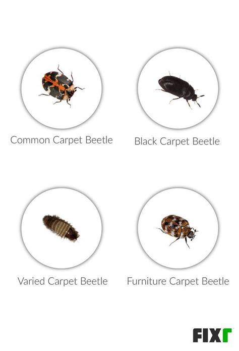 Fixr.com | Carpet Beetle Extermination Cost | Cost of Exterminator for Carpet Beetles