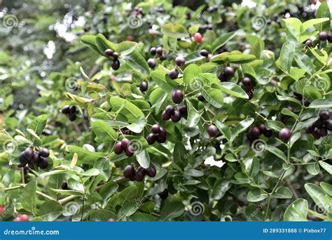 Karanda Fruit Blossom on Tree, Herbal Food Stock Photo - Image of ...