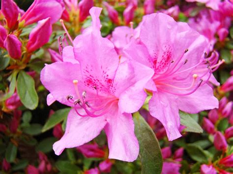 Pink Azalea Flowers Wallpapers | Beautiful Flowers Wallpapers