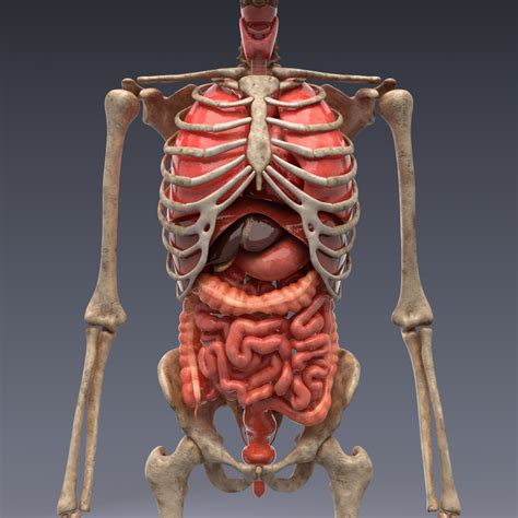 3D-Modell Menschliche Anatomie: animiertes Skelett und innere Organe, realistische Vray ...