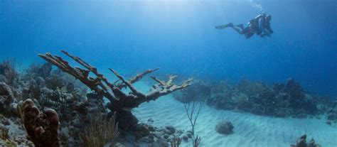 St. Croix Blog, Dive the World Famous Cane Bay Wall | GoToStCroix.com