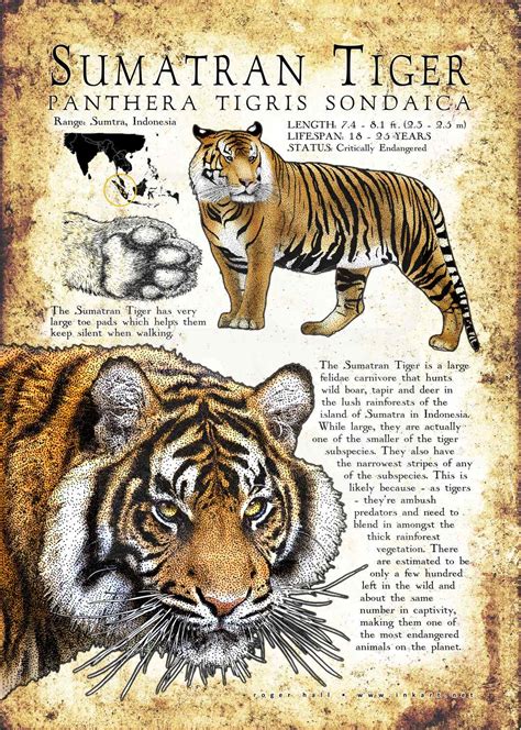 Sumatran Tiger Poster Print / Infographic