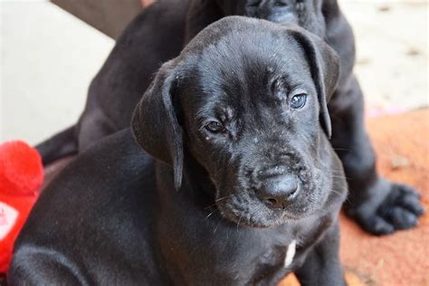 Labradane (Labrador Retriever & Great Dane Mix): Info, Pictures, Facts ...