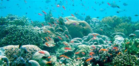 Los barcos naufragados amenazan el ecosistema de los arrecifes de coral ...