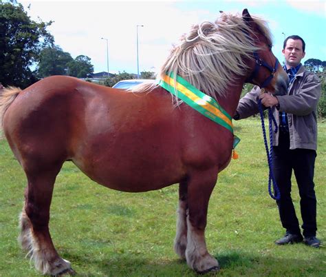 Welcome to Trojan Heavy Horses: Heavy horses in Athenry