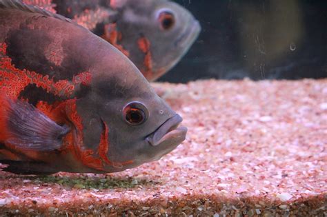 Fish Aquarium Tank - Free photo on Pixabay - Pixabay