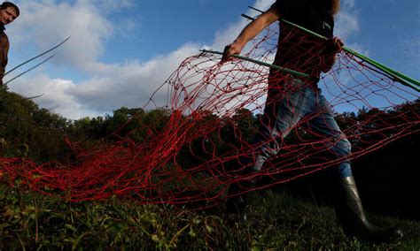 predator-proof fencing in Norway | Photos | WWF