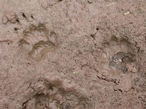 Identify tracks | The Wildlife Trusts