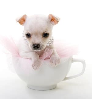 The Truth About The Teacup Chihuahua - Animalso