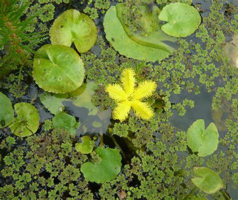 Plants in wetlands | NSW Environment, Energy and Science