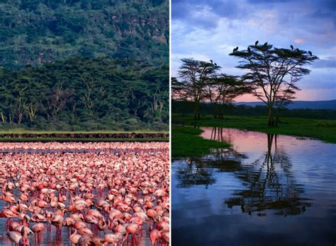 Millions of Pink Flamingos at Lake Nakuru