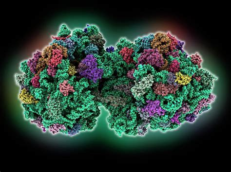 70s Ribosome Photograph by Laguna Design - Pixels