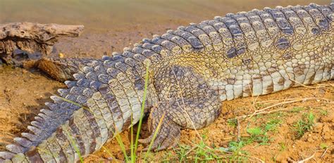 Cannundrums: Mugger Crocodile