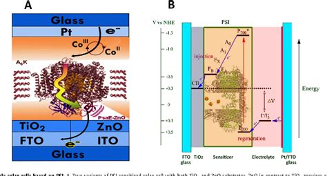 Figure 9 from Biohybrid solar cells: Fundamentals, progress, and challenges | Semantic Scholar