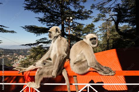 Indian Monkeys langurs near Hanuman Jakhu Statue in Jakhu Temple Shimla. capital of Himachal ...