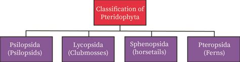 Classification Of Pteridophytes Plantlet - Riset