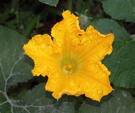 Cucurbita maxima Duchesne | Plants of the World Online | Kew Science