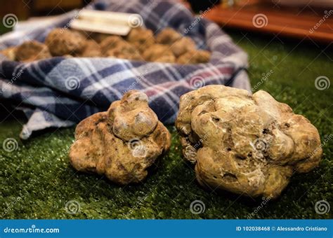 Alba White Truffles at the Fiera Del Tartufo Stock Photo - Image of autumn, piedmont: 102038468