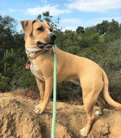 Black Mouth Cur Lab Mix: A Loyal Labrador Mix You Will Love