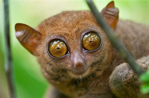 Tarsier Stock Photos, Pictures & Royalty-Free Images - iStock