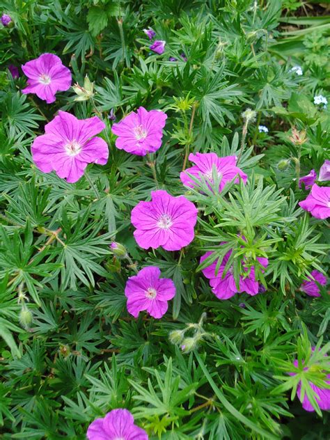 Love My Garden: Perennial Geraniums