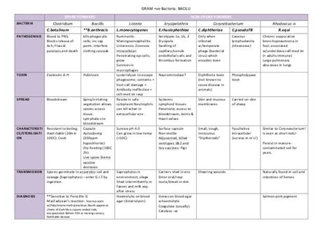 Gram positive bacilli