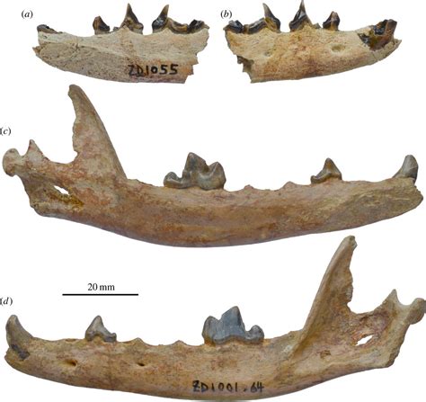 Vulpes qiuzhudingi | Dinopedia | Fandom