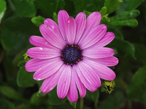 Free purple daisy Stock Photo - FreeImages.com