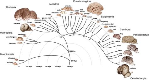 Visual : The evolution of the brain. - Infographic.tv - Number one infographics & data Data ...