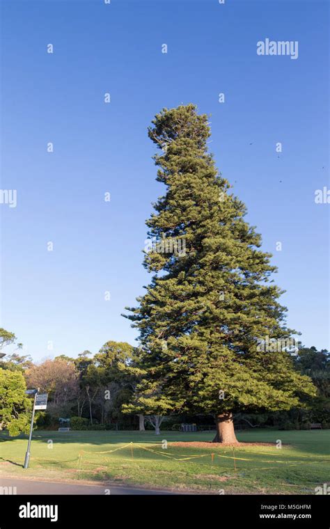 Cone shaped trees hi-res stock photography and images - Alamy