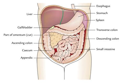 Abdominal Cavity – Earth's Lab