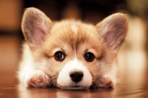 Funny Corgi Wallpapers - Top Free Funny Corgi Backgrounds - WallpaperAccess