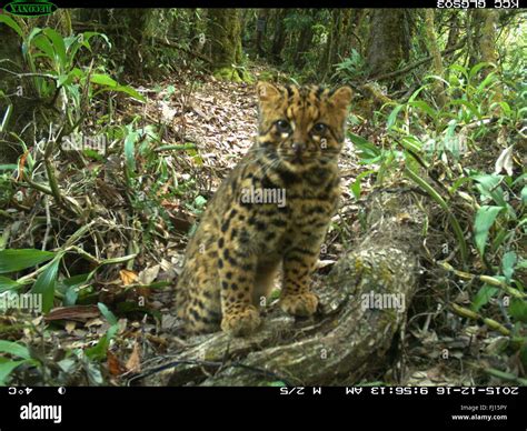 Marbled cat (pardofelis marmorata) hi-res stock photography and images - Alamy