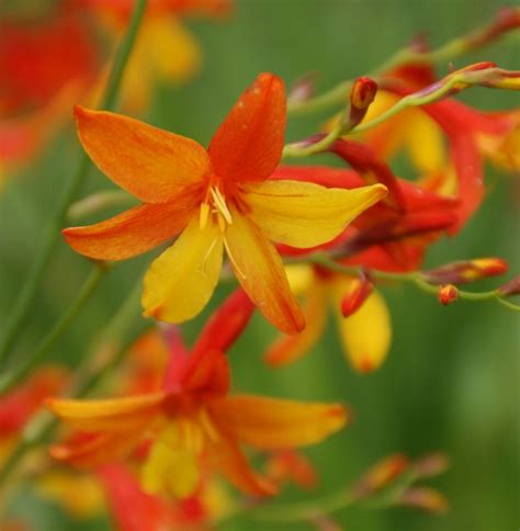 SPECIAL VARIETIES Collection - 5 top-rated varieties £36.00 - Crocosmia ...