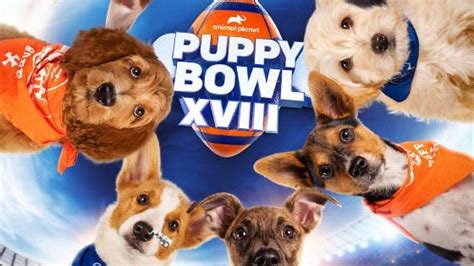 Puppy Bowl adoptable dogs - Four big breeds in need of a loving home | PetsRadar