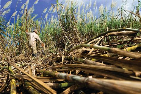 HD wallpaper: man standing in corn field during daytime, cane, sugar, plant | Wallpaper Flare