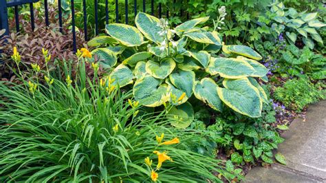 Why You'll Want To Plant Daylilies With Your Hostas In The Garden