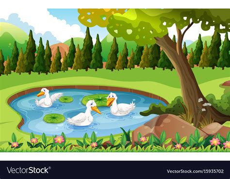 Three ducks swimming in pond Royalty Free Vector Image