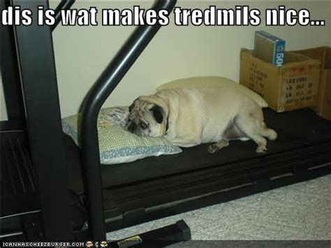 Funniest Fat Dog Memes