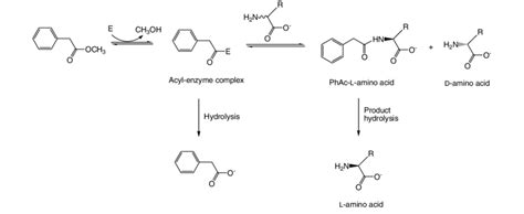 Kinetic resolution of D,L D,L-amino acids by enantioselective acylation... | Download Scientific ...