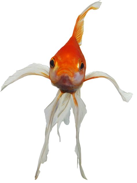 Real Fish Transparent PNG - PNG Mart