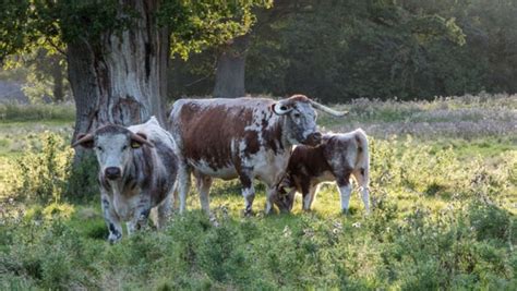 On Knepp Estate in England, Longhorn cattle were chosen for the rewilding project to stand in ...